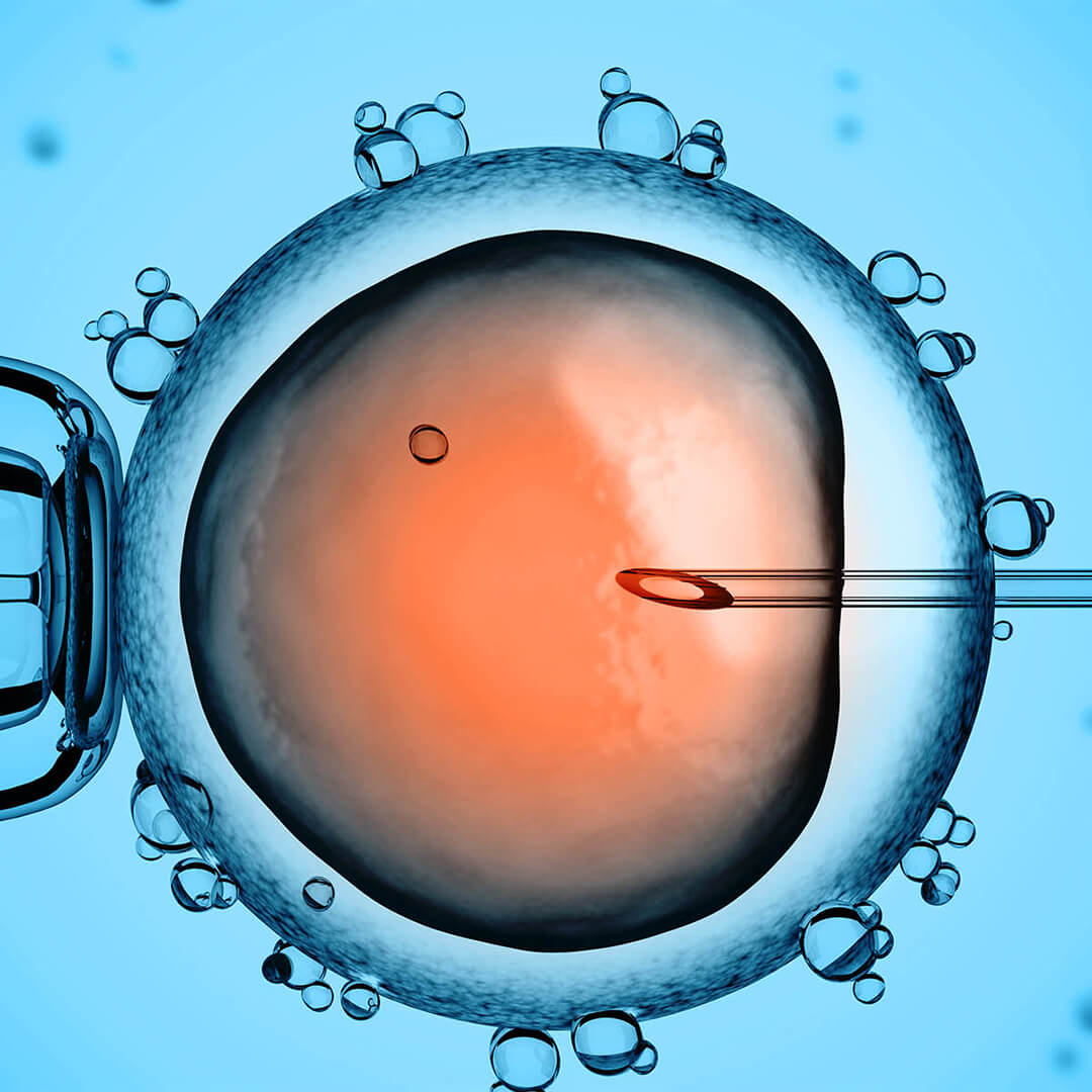 Odgers Berndtson: célula individual bajo el microscopio